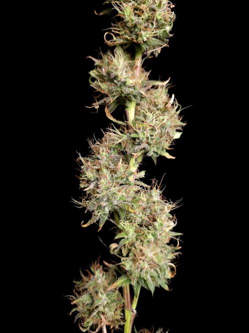 Zkittlez automatic 2. Week 11