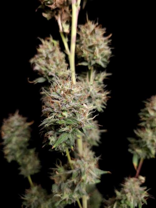 Zkittlez automatic 2. Week 11