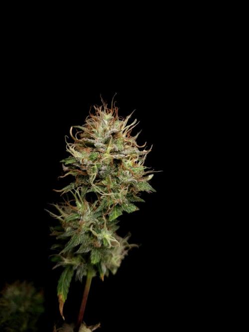Zkittlez automatic 2. Week 11
