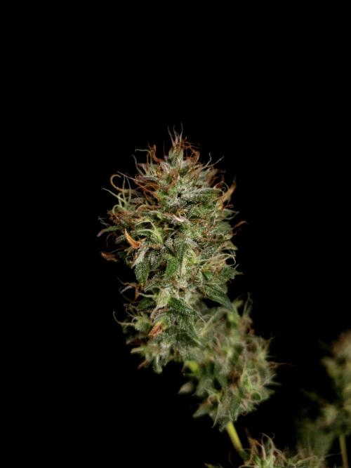 Zkittlez automatic 2. Week 11