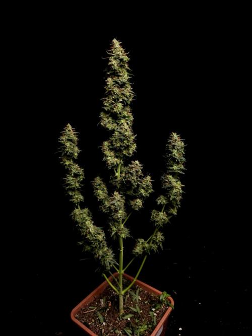 White widow auto. Week 11