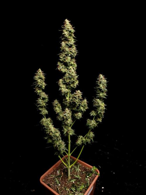 White widow auto. Week 11