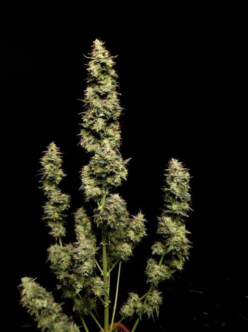 White widow auto. Week 11