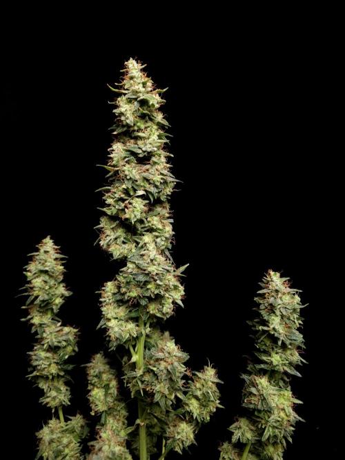 White widow auto. Week 11