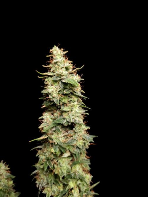 White widow auto. Week 11