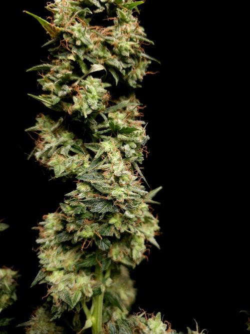 White widow auto. Week 11