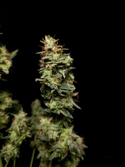 White widow auto. Week 11