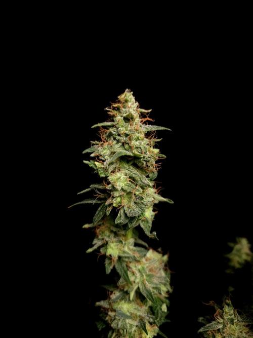 White widow auto. Week 11