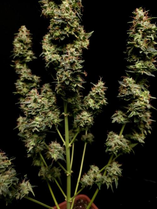 White Widow Auto. Week 11