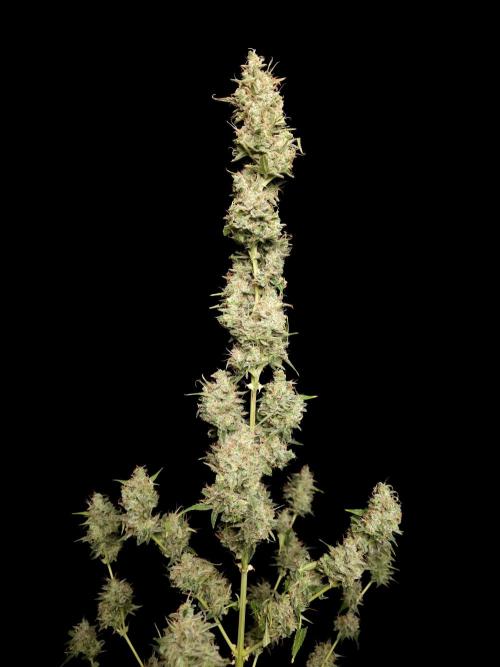 White widow auto 2. Week 11