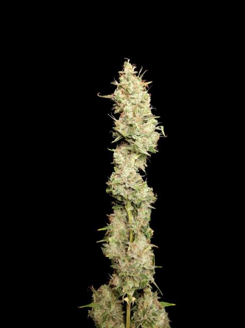 White widow auto 2. Week 11