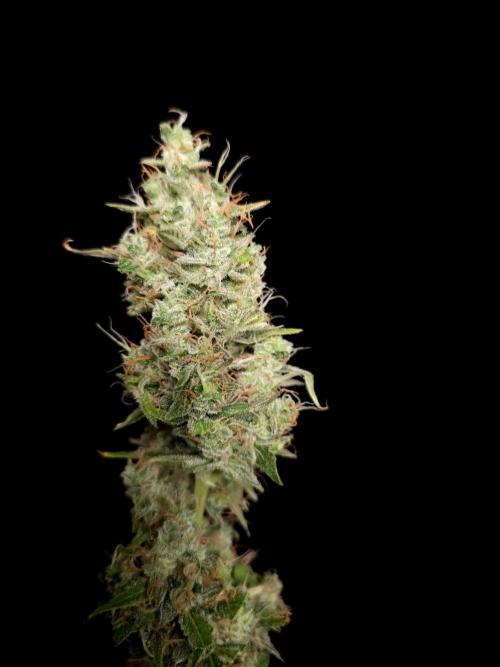 White widow auto 2. Week 11