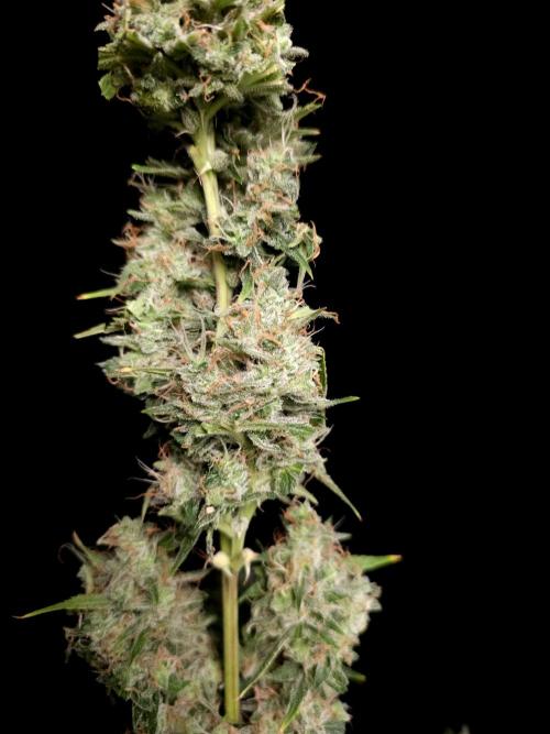 White widow auto 2. Week 11
