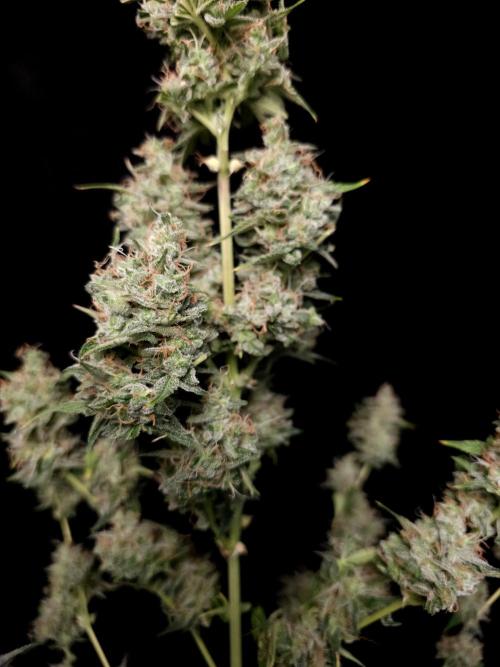 White widow auto 2. Week 11