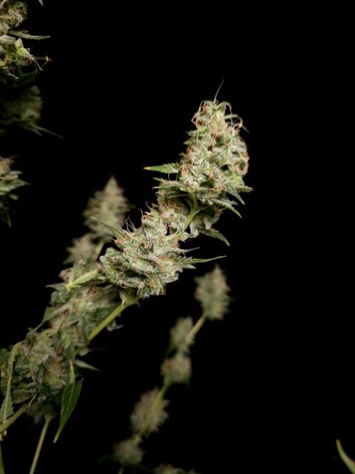 White widow auto 2. Week 11