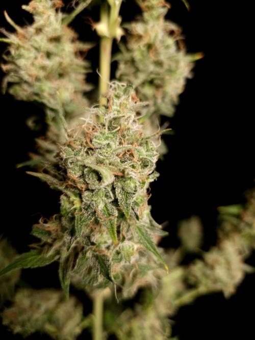 White widow auto 2. Week 11