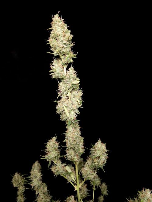 White widow auto 2. Week 11
