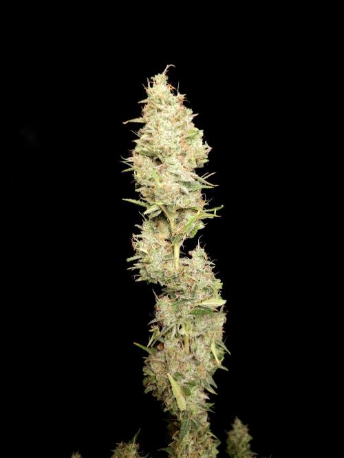 White widow auto 2. Week 11
