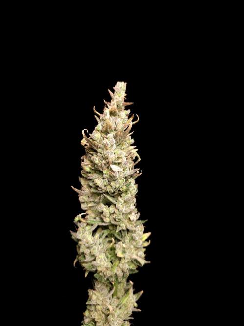 Girl scoute cookies auto. Week 11
