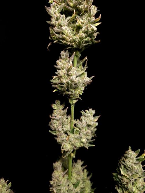 Girl scoute cookies auto. Week 11