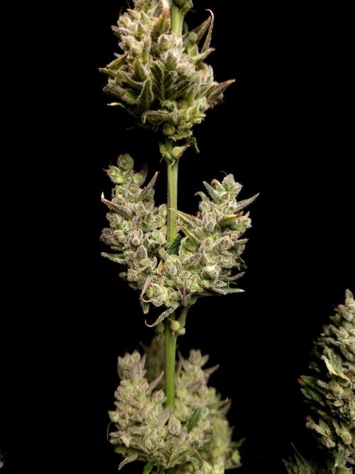 Girl scoute cookies auto. Week 11