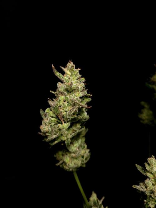 Girl scoute cookies auto. Week 11