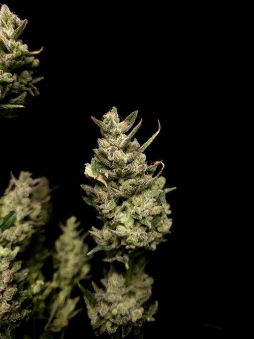 Girls Scout Cookies Automatic. Week 11