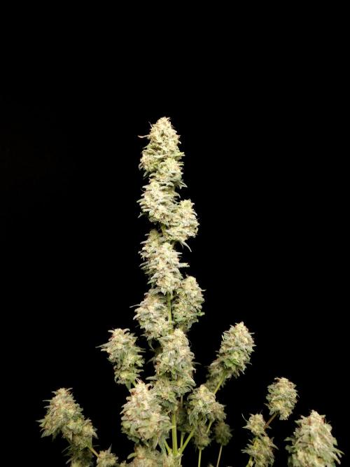 G.s.c auto 2. Week 11