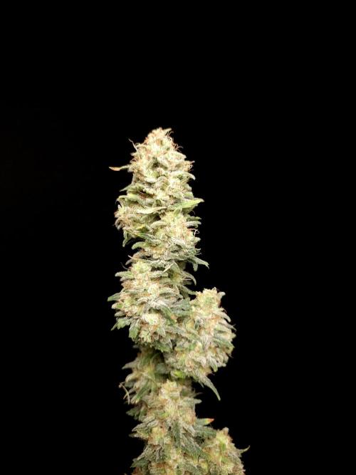 G.s.c auto 2. Week 11