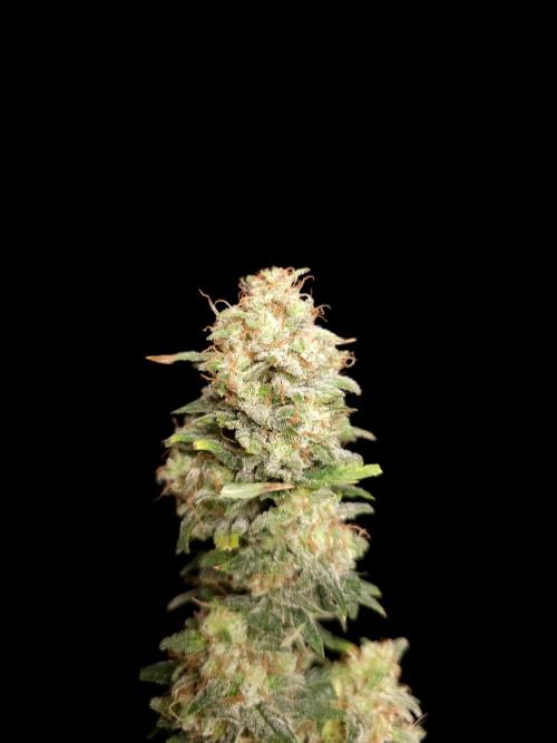 G.s.c auto 2. Week 11