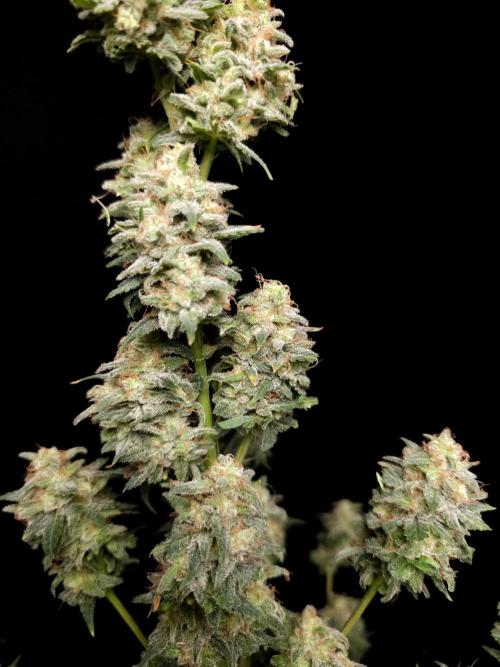 G.s.c auto 2. Week 11