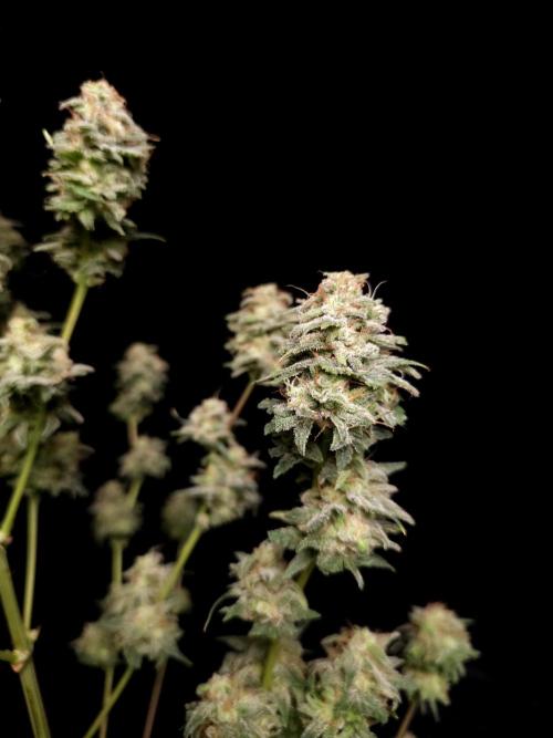 G.s.c auto 2. Week 11