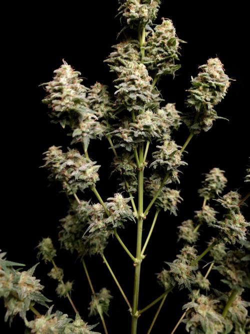 G.s.c auto 2. Week 11