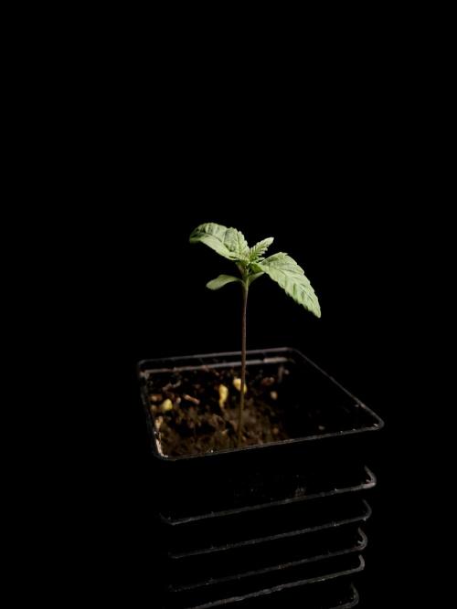 Test 604. Week 1