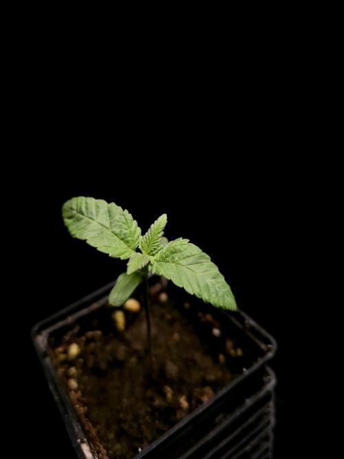 Test 604. Week 1