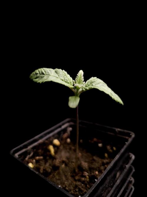 Test 604. Week 1