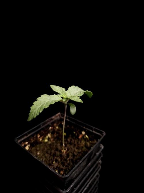 Test 605. Week 1