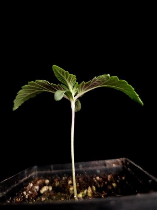 Test 605. Week 1