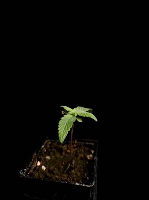 Test 93. Week 1