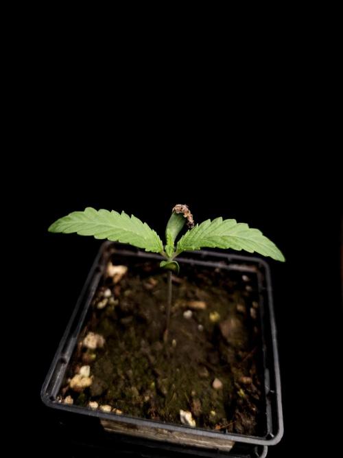 Test 10x51. Week 1