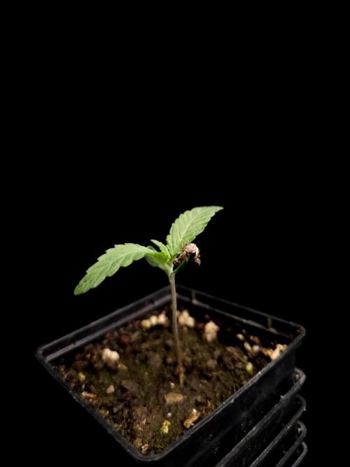 Test 10x51. Week 1