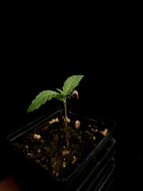 Test 10x51. Week 1