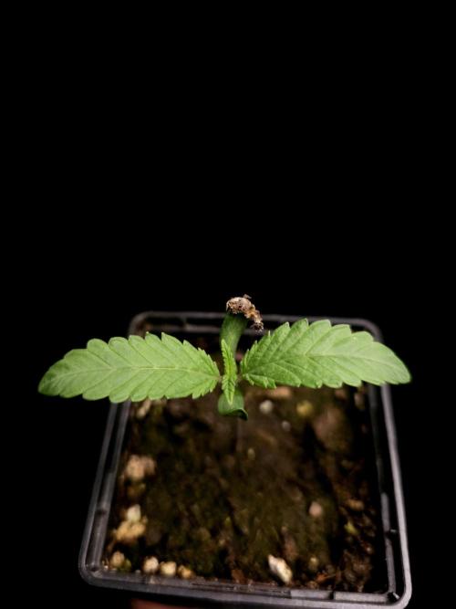 Test 10x51. Week 1