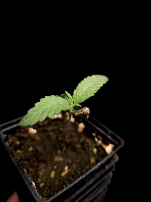 Test 10x51. Week 1