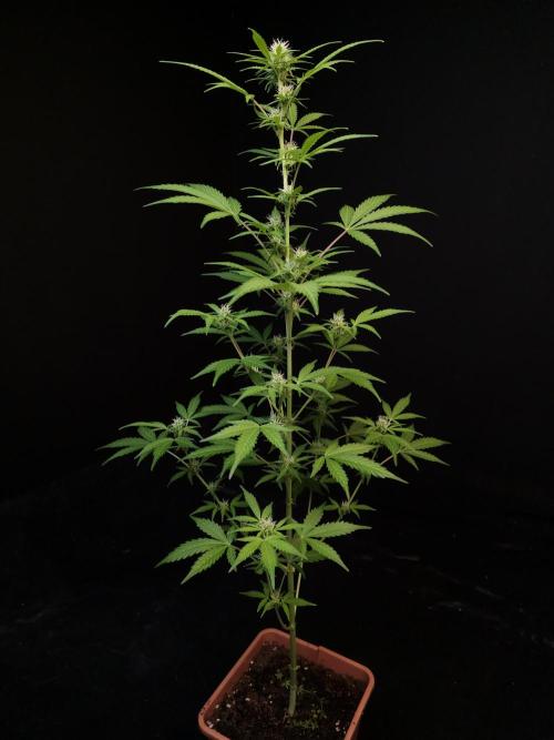 G.s.c auto 3. Week 1