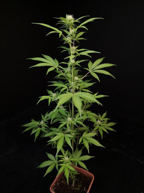 G.s.c auto 3. Week 1