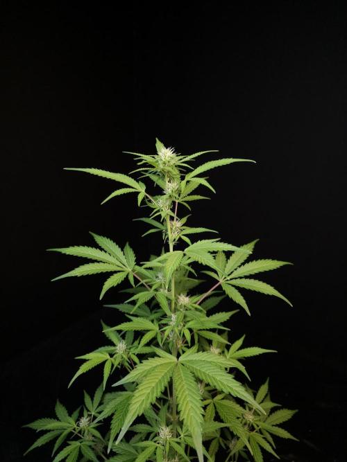 G.s.c auto 3. Week 1