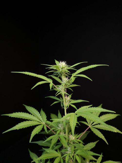 G.s.c auto 3. Week 1
