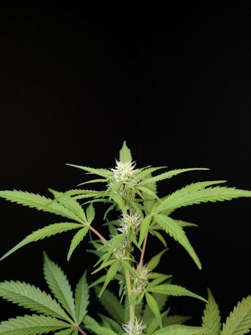 G.s.c auto 3. Week 1