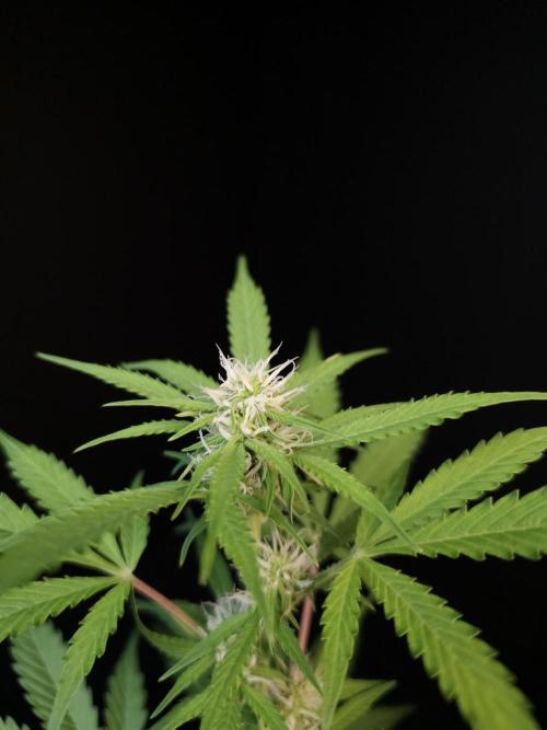 G.s.c auto 3. Week 1